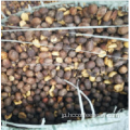 天然の殻付きコーヒー豆を供給する